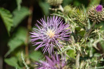Purple Milk Thistle Inflorescence in Springtime