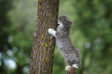grey fluffy kitten scratching nails on a tree outdoors