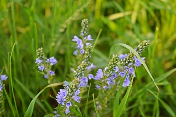 Beautiful blue flowers on the green grass.Spring fields and meadows.