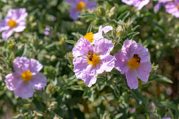 Fototapeta premium bee on purple flowers in the garden