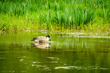 Canada Goose At The Little Spokane Natural Area