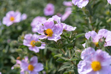 bee on purple flowers in the garden