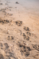 Paw prints in the sand 