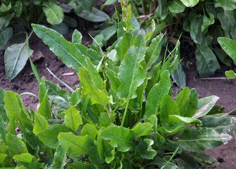 Sorrel is grown in open ground