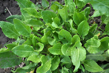 Sorrel is grown in open ground