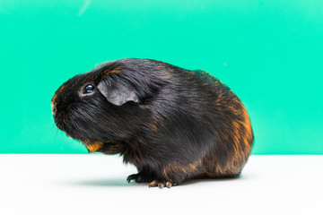 adult Guinea pig close-up