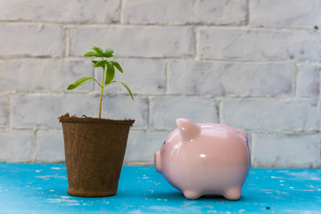 piggy Bank and plant. concept of capital multiplication.