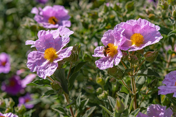 bee on purple flowers in the garden