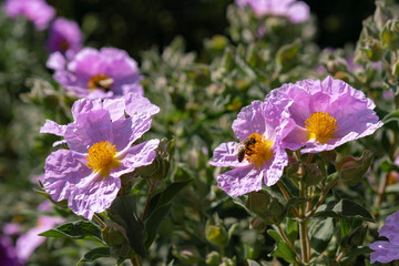 Fototapeta premium bee on purple flowers in the garden