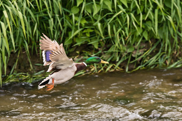 male mallard duck flying over the river