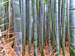 Bamboo trunk in the bamboo grove of Kyoto in the Spring evening, Japan