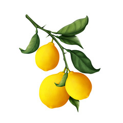 Lemon isolated on a White background. Fresh Lemons hanging on a branch