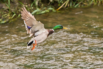 male mallard duck flying over the river