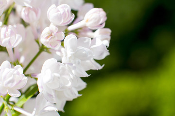 Obraz na płótnie Canvas Snow-white pink lilac close-up. bunch of lilacs.
