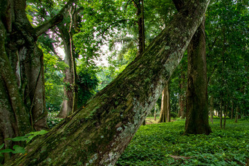 Botanical garden in Rio de Janeiro