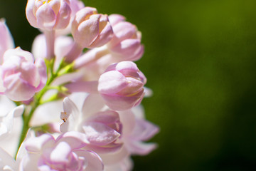 Snow-white pink lilac close-up. bunch of lilacs.