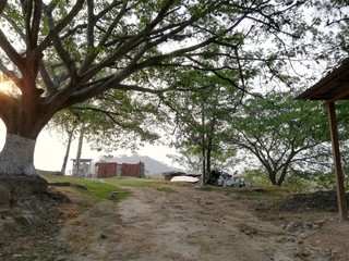 HERMOSO PAISAJE DE UN ÁRBOL CON SUS HOJAS VERDES Y SOL ENTRE SUS RAMAS