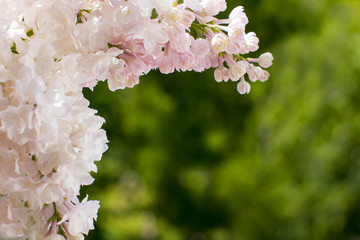 Snow-white pink lilac hanging over a green background. bunch of lilacs.