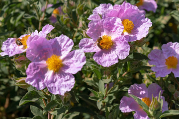 Obraz premium bee on purple flowers in the garden