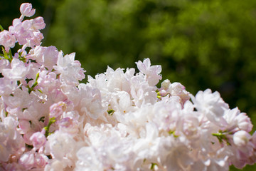 Snow-white pink lilac hanging over a green background. bunch of lilacs.