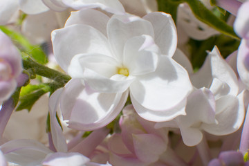 Fototapeta na wymiar Snow-white pink lilac close-up. bunch of lilacs.