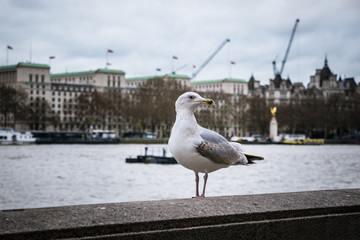 Stehende Möwe an der Themse in London, im Hintergrund das britische Verteidigungsministerium