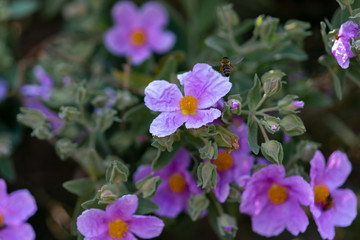Obraz premium bee on purple flowers in the garden