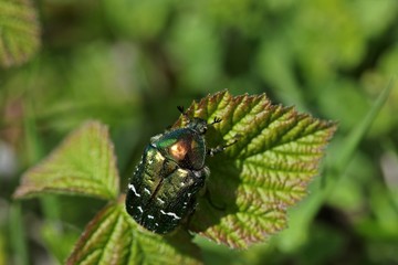 Gemeiner Rosenkäfer (Cetonia aurata)