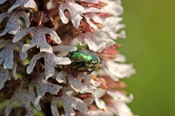 Purpur-Knabenkraut (Orchis purpurea) mit Gemeinem Rosenkäfer (Cetonia aurata)