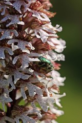 Purpur-Knabenkraut (Orchis purpurea) mit Gemeinem Rosenkäfer (Cetonia aurata)