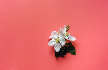 White flower of apple lies on a pink background. The concept of spring. Copy space, top view.