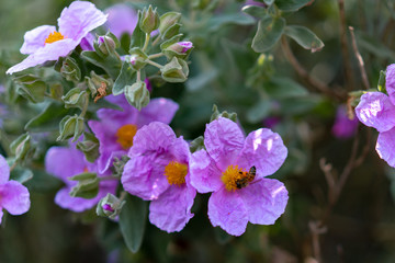 bee on purple flowers in the garden
