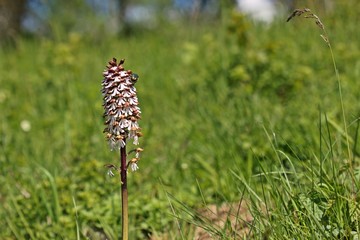 Purpur-Knabenkraut (Orchis purpurea) mit Gemeinem Rosenkäfer (Cetonia aurata)