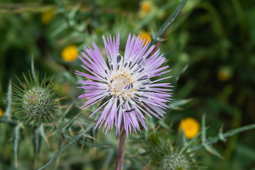 Purple Milk Thistle Inflorescence in Springtime
