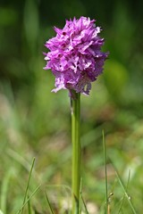 Dreizähniges Knabenkraut (Neotinea tridentata)