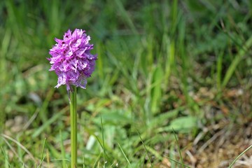 Dreizähniges Knabenkraut (Neotinea tridentata)
