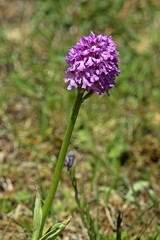 Dreizähniges Knabenkraut (Neotinea tridentata)