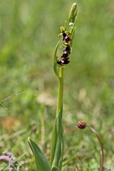 Fliegen-Ragwurz (Ophrys insectifera)