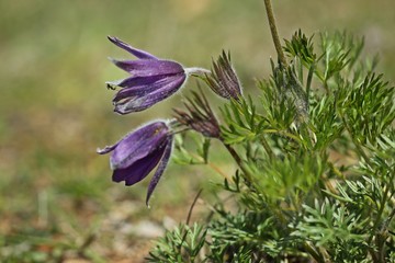 Ameise auf Gewöhnlicher Küchenschelle (Pulsatilla vulgaris)