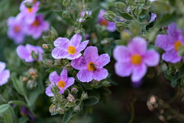 bee on purple flowers in the garden