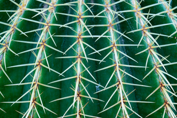 Makroaufnahme der Stacheln eines Goldkugel Kaktus (echinocactus grusonii)