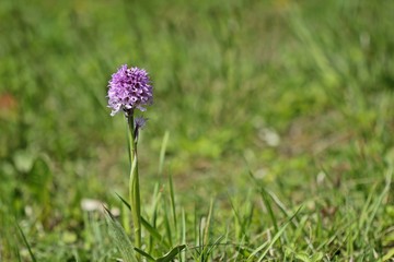 Dreizähniges Knabenkraut (Neotinea tridentata)