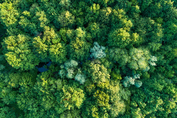 Naklejka premium Forest of trees seen from above