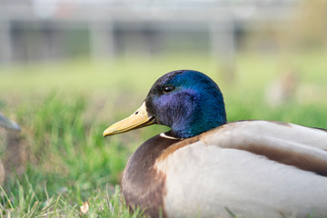 male mallard duck portrait