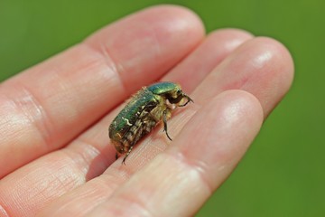 Gemeiner Rosenkäfer (Cetonia aurata) auf der Hand