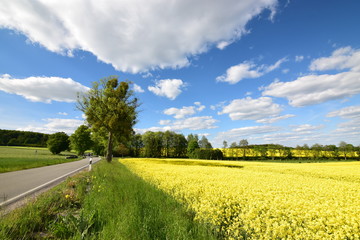 Blühendes Rapsfeld im Mai