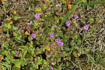 Weicher Storchschnabel (Geranium molle)
