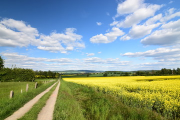 Frühlingslandschaft mit Feldweg und blühendem Raüsfeld