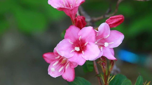 urginea maritima flover