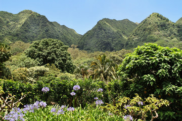 Scenic landscape of mountains and trees in a valley in Hololulu Hawaii, sunny day in the summer